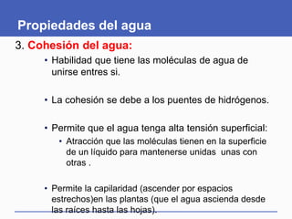 Propiedades del agua
3. Cohesión del agua:
• Habilidad que tiene las moléculas de agua de
unirse entres si.
• La cohesión se debe a los puentes de hidrógenos.
• Permite que el agua tenga alta tensión superficial:
• Atracción que las moléculas tienen en la superficie
de un líquido para mantenerse unidas unas con
otras .
• Permite la capilaridad (ascender por espacios
estrechos)en las plantas (que el agua ascienda desde
las raíces hasta las hojas).
 