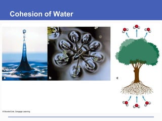 Cohesion of Water
 