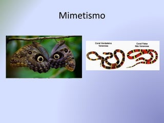 Mimetismo
 