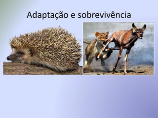 Adaptação e sobrevivência
 