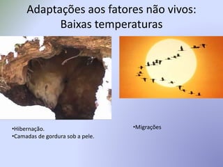 Adaptações aos fatores não vivos:
Baixas temperaturas
•Hibernação.
•Camadas de gordura sob a pele.
•Migrações
 