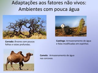 Adaptações aos fatores não vivos:
Ambientes com pouca água
Cerrado: Árvores com poucas
folhas e raízes profundas.
Caatinga: Armazenamento de água
e folas modificadas em espinhos
Camelo: Armazenamento de água
nas corcovas.
 