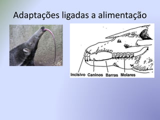 Adaptações ligadas a alimentação
 