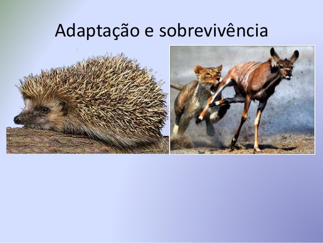 Capítulo 2 a adaptação dos seres vivos