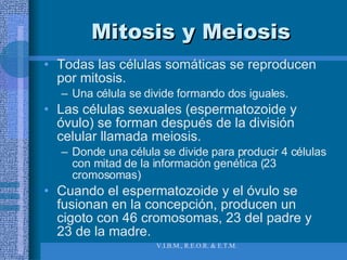 Mitosis y Meiosis Todas las células somáticas se reproducen por mitosis. Una célula se divide formando dos iguales. Las células sexuales (espermatozoide y óvulo) se forman después de la división celular llamada meiosis.  Donde una célula se divide para producir 4 células con mitad de la información genética (23 cromosomas)  Cuando el espermatozoide y el óvulo se fusionan en la concepción, producen un cigoto con 46 cromosomas, 23 del padre y 23 de la madre. 