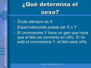 ¿Qué determina el sexo? Óvulo siempre es X Espermatozoide puede ser X o Y El cromosoma Y tiene un gen que hace que el feto se convierta en niño. Si no está el cromosoma Y, el feto será niña. 