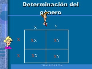 Determinación del género X X X X X Y X Y X X X Y 