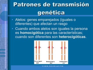 Patrones de transmisión genética Alelos: genes emparejados (iguales o diferentes) que afectan un rasgo Cuando ambos alelos son iguales la persona es  homocigótica  para las características; cuando son diferentes son  heterocigóticas . 