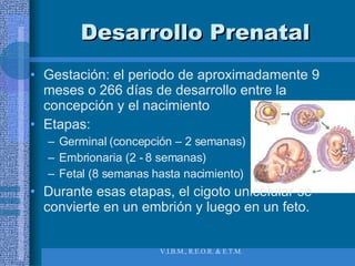 Desarrollo Prenatal Gestación: el periodo de aproximadamente 9 meses o 266 días de desarrollo entre la concepción y el nacimiento Etapas: Germinal (concepción – 2 semanas) Embrionaria (2 - 8 semanas) Fetal (8 semanas hasta nacimiento) Durante esas etapas, el cigoto unicelular se convierte en un embrión y luego en un feto. 