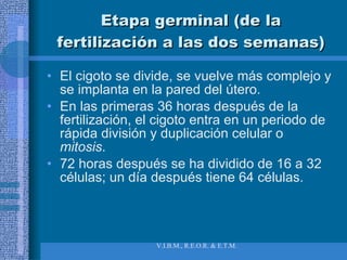 Etapa germinal (de la fertilización a las dos semanas) El cigoto se divide, se vuelve más complejo y se implanta en la pared del útero. En las primeras 36 horas después de la fertilización, el cigoto entra en un periodo de rápida división y duplicación celular o  mitosis . 72 horas después se ha dividido de 16 a 32 células; un día después tiene 64 células. 