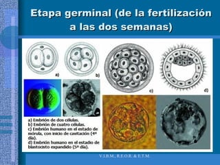 Etapa germinal (de la fertilización a las dos semanas) 