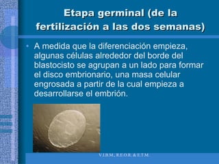Etapa germinal (de la fertilización a las dos semanas) A medida que la diferenciación empieza, algunas células alrededor del borde del blastocisto se agrupan a un lado para formar el disco embrionario, una masa celular engrosada a partir de la cual empieza a desarrollarse el embrión. 