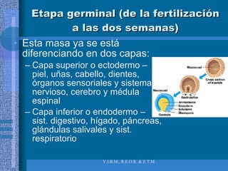 Etapa germinal (de la fertilización a las dos semanas) Esta masa ya se está diferenciando en dos capas:  Capa superior o ectodermo – piel, uñas, cabello, dientes, órganos sensoriales y sistema nervioso, cerebro y médula espinal Capa inferior o endodermo – sist. digestivo, hígado, páncreas, glándulas salivales y sist. respiratorio  