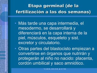 Etapa germinal (de la fertilización a las dos semanas) Más tarde una capa intermedia, el mesodermo, se desarrollará y diferenciará en la capa interna de la piel, músculos, esqueleto y sist. excretor y circulatorio. Otras partes del blastocisto empiezan a convertirse en órganos que nutrirán y protegerán al niño no nacido: placenta, cordón umbilical y saco amniótico. 