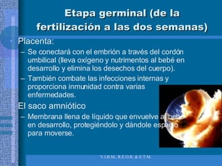 Etapa germinal (de la fertilización a las dos semanas) Placenta:  Se conectará con el embrión a través del cordón umbilical (lleva oxígeno y nutrimentos al bebé en desarrollo y elimina los desechos del cuerpo).  También combate las infecciones internas y proporciona inmunidad contra varias enfermedades. El saco amniótico  Membrana llena de líquido que envuelve al bebé en desarrollo, protegiéndolo y dándole espacio para moverse. 