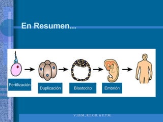 En Resumen... Duplicación Fertilización Blastocito Embrión 
