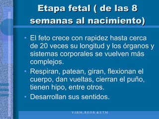 Etapa fetal ( de las 8 semanas al nacimiento) El feto crece con rapidez hasta cerca de 20 veces su longitud y los órganos y sistemas corporales se vuelven más complejos. Respiran, patean, giran, flexionan el cuerpo, dan vueltas, cierran el puño, tienen hipo, entre otros. Desarrollan sus sentidos.  