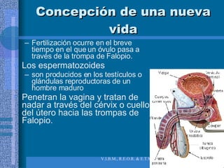 Concepción de una nueva vida Fertilización ocurre en el breve tiempo en el que un óvulo pasa a través de la trompa de Falopio. Los espermatozoides  son producidos en los testículos o glándulas reproductoras de un hombre maduro Penetran la vagina y tratan de nadar a través del cérvix o cuello del útero hacia las trompas de Falopio. 