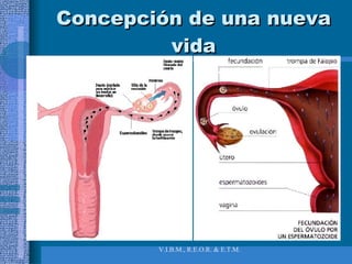 Concepción de una nueva vida 