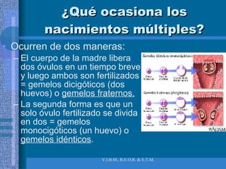 ¿Qué ocasiona los nacimientos múltiples? Ocurren de dos maneras: El cuerpo de la madre libera dos óvulos en un tiempo breve y luego ambos son fertilizados = gemelos dicigóticos (dos huevos) o  gemelos fraternos. La segunda forma es que un solo óvulo fertilizado se divida en dos = gemelos monocigóticos (un huevo) o  gemelos idénticos . 