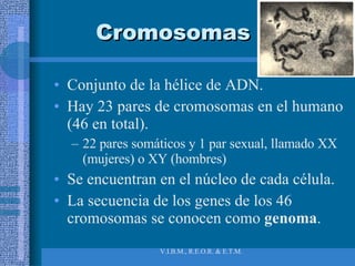 Cromosomas Conjunto de la hélice de ADN.  Hay 23 pares de cromosomas en el humano (46 en total). 22 pares somáticos y 1 par sexual, llamado XX (mujeres) o XY (hombres) Se encuentran en el núcleo de cada célula. La secuencia de los genes de los 46 cromosomas se conocen como  genoma .  