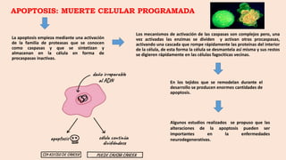 APOPTOSIS: MUERTE CELULAR PROGRAMADA
En los tejidos que se remodelan durante el
desarrollo se producen enormes cantidades de
apoptosis.
Los mecanismos de activación de las caspasas son complejos pero, una
vez activadas las enzimas se dividen y activan otras procaspasas,
activando una cascada que rompe rápidamente las proteínas del interior
de la célula, de esta forma la célula se desmantela así misma y sus restos
se digieren rápidamente en las células fagociticas vecinas.
La apoptosis empieza mediante una activación
de la familia de proteasas que se conocen
como caspasas y que se sintetizan y
almacenan en la célula en forma de
procaspasas inactivas.
Algunos estudios realizados se propuso que las
alteraciones de la apoptosis pueden ser
importantes en la enfermedades
neurodegenerativas.
 