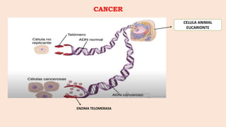 CANCER
ENZIMA TELOMERASA
CELULA ANIMAL
EUCARIONTE
 