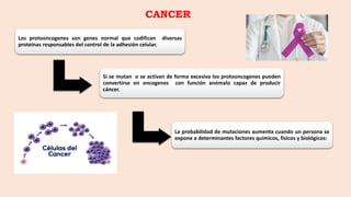 CANCER
Los protooncogenes son genes normal que codifican diversas
proteínas responsables del control de la adhesión celular.
Si se mutan o se activan de forma excesiva los protooncogenes pueden
convertirse en oncogenes con función anómalo capaz de producir
cáncer.
La probabilidad de mutaciones aumenta cuando un persona se
expone a determinantes factores químicos, físicos y biológicos:
 