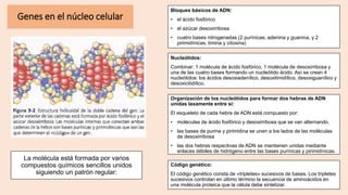 Genes en el núcleo celular
La molécula está formada por varios
compuestos químicos sencillos unidos
siguiendo un patrón regular:
Bloques básicos de ADN:
• el ácido fosfórico
• el azúcar desoxirribosa
• cuatro bases nitrogenadas (2 purínicas, adenina y guanina, y 2
pirimidínicas, timina y citosina)
Nucleótidos:
Combinar: 1 molécula de ácido fosfórico, 1 molécula de desoxirribosa y
una de las cuatro bases formando un nucleótido ácido. Así se crean 4
nucleótidos: los ácidos desoxiadenílico, desoxitimidílico, desoxiguanílico y
desoxicitidílico.
Código genético:
El código genético consta de «tripletes» sucesivos de bases. Los tripletes
sucesivos controlan en último término la secuencia de aminoácidos en
una molécula proteica que la célula debe sintetizar.
Organización de los nucleótidos para formar dos hebras de ADN
unidas laxamente entre sí:
El esqueleto de cada hebra de ADN está compuesto por:
• moléculas de ácido fosfórico y desoxirribosa que se van alternando.
• las bases de purina y pirimidina se unen a los lados de las moléculas
de desoxirribosa
• las dos hebras respectivas de ADN se mantienen unidas mediante
enlaces débiles de hidrógeno entre las bases purínicas y pirimidínicas.
 