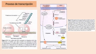 Proceso de transcripción
 