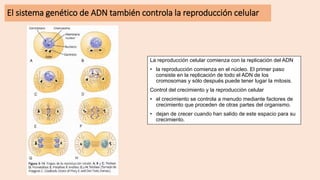 El sistema genético de ADN también controla la reproducción celular
La reproducción celular comienza con la replicación del ADN
• la reproducción comienza en el núcleo. El primer paso
consiste en la replicación de todo el ADN de los
cromosomas y sólo después puede tener lugar la mitosis.
Control del crecimiento y la reproducción celular
• el crecimiento se controla a menudo mediante factores de
crecimiento que proceden de otras partes del organismo.
• dejan de crecer cuando han salido de este espacio para su
crecimiento.
 