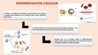 DIFERENCIACION CELULAR
Se refiere a cambios de las físicos y funcionales de las células
a medida que proliferan en el embrión para formar distintas
estructuras
La diferenciación es consecuencia no de la perdida de genes , si no
de la represión selectiva de los distintos promotores génicos.
Aunque aun no es certero sobre la diferenciación
celular, exiten varios mecanismos de control por los que
se podrían producir la diferenciación.
 