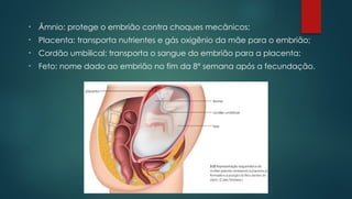 • Âmnio: protege o embrião contra choques mecânicos;
• Placenta: transporta nutrientes e gás oxigênio da mãe para o embrião;
• Cordão umbilical: transporta o sangue do embrião para a placenta;
• Feto: nome dado ao embrião no fim da 8° semana após a fecundação.
 
