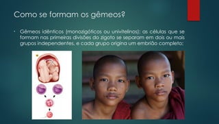 Como se formam os gêmeos?
• Gêmeos idênticos (monozigóticos ou univitelinos): as células que se
formam nas primeiras divisões do zigoto se separam em dois ou mais
grupos independentes, e cada grupo origina um embrião completo;
 