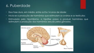 • Essa fase dura, em média, entre os 8 e 14 anos de idade;
• Inicia-se a produção de hormônios que estimulam os ovários e os testículos;
• Estimulada pelo hipotálamo, a hipófise passa a produzir hormônios que
estimulam a produção dos hormônios sexuais pelas gônadas.
6. Puberdade
 
