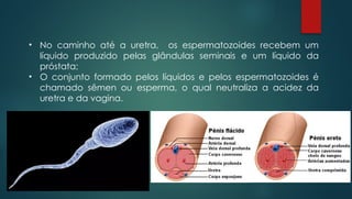 • No caminho até a uretra, os espermatozoides recebem um
líquido produzido pelas glândulas seminais e um líquido da
próstata;
• O conjunto formado pelos líquidos e pelos espermatozoides é
chamado sêmen ou esperma, o qual neutraliza a acidez da
uretra e da vagina.
 