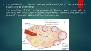 • Fase proliferativa: o folículo ovariano produz estrógenos, que promovem o
crescimento do endométrio;
• Fase secretória: o folículo acaba se rompendo, libera o ovócito secundário, se
transforma em corpo lúteo e produz progesterona, hormônio que estimula o
desenvolvimento de vasos sanguíneos no endométrio;
 