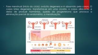 • Fase menstrual (início do ciclo): ovócito degenera e é absorvido pelo corpo. O
corpo lúteo degenera, transforma-se em uma cicatriz, o corpo albicante, e
deixa de produzir hormônios. queda da progesterona que provoca a
eliminação parcial do endométrio, a menstruação.
 