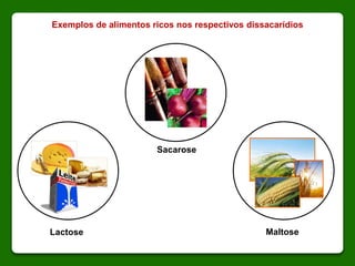 Sacarose
Lactose Maltose
Exemplos de alimentos ricos nos respectivos dissacarídios
 