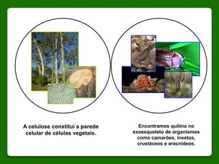 A celulose constitui a parede
celular de células vegetais.
Encontramos quitina no
exoesqueleto de organismos
como camarões, insetos,
crustáceos e aracnídeos.
 