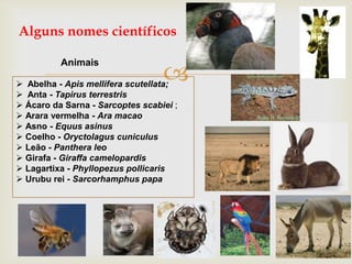 
Alguns nomes científicos
Animais
 Abelha - Apis mellifera scutellata;
 Anta - Tapirus terrestris
 Ácaro da Sarna - Sarcoptes scabiei ;
 Arara vermelha - Ara macao
 Asno - Equus asinus
 Coelho - Oryctolagus cuniculus
 Leão - Panthera leo
 Girafa - Giraffa camelopardis
 Lagartixa - Phyllopezus pollicaris
 Urubu rei - Sarcorhamphus papa
 