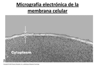 Micrografía electrónica de la
                   membrana celular




Lunes, 14 de Mayo de 2012                      12
 