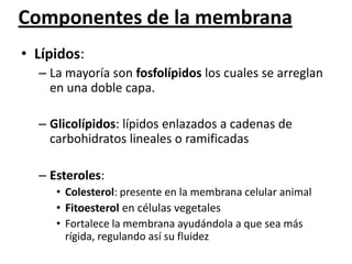 Componentes de la membrana
• Lípidos:
      – La mayoría son fosfolípidos los cuales se arreglan
        en una doble capa.

      – Glicolípidos: lípidos enlazados a cadenas de
        carbohidratos lineales o ramificadas

      – Esteroles:
             • Colesterol: presente en la membrana celular animal
             • Fitoesterol en células vegetales
             • Fortalece la membrana ayudándola a que sea más
               rígida, regulando así su fluidez
Lunes, 14 de Mayo de 2012                                           17
 