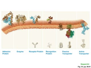 Adhesion   Enzyme   Receptor Protein   Recognition   Passive        Active
Protein                                Protein       Transporter    Transporter




                                                                       Stepped Art
                                                                   Fig. 5-5, pp. 80-81
 