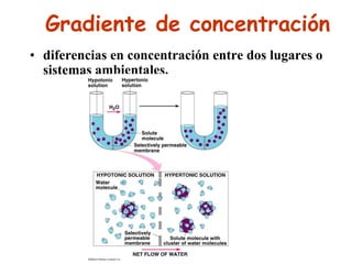 Gradiente de concentración
• diferencias en concentración entre dos lugares o
  sistemas ambientales.
 