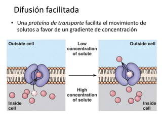 Difusión facilitada
 • Una proteína de transporte facilita el movimiento de
   solutos a favor de un gradiente de concentración




Lunes, 14 de Mayo de 2012                                 55
 