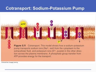 Cotransport: Sodium-Potassium Pump
 