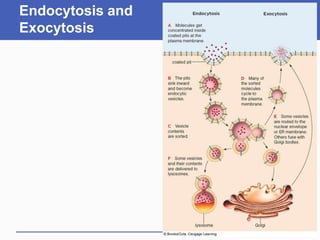 Endocytosis and
Exocytosis
 