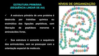  A estrutura primária de uma proteína é
destruída por hidrólise química ou
enzimática das ligações peptídicas, com
liberação de peptídeos menores e
aminoácidos livres.
 Sua estrutura é somente a sequência
dos aminoácidos, sem se preocupar com a
orientação espacial da molécula.
ESTRUTURA PRIMÁRIA
(SEQUÊNCIA LINEAR DE AA)
 