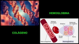 COLÁGENO
HEMOGLOBINA
 